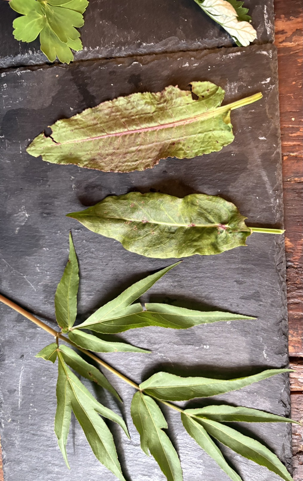 季節の野草・薬草