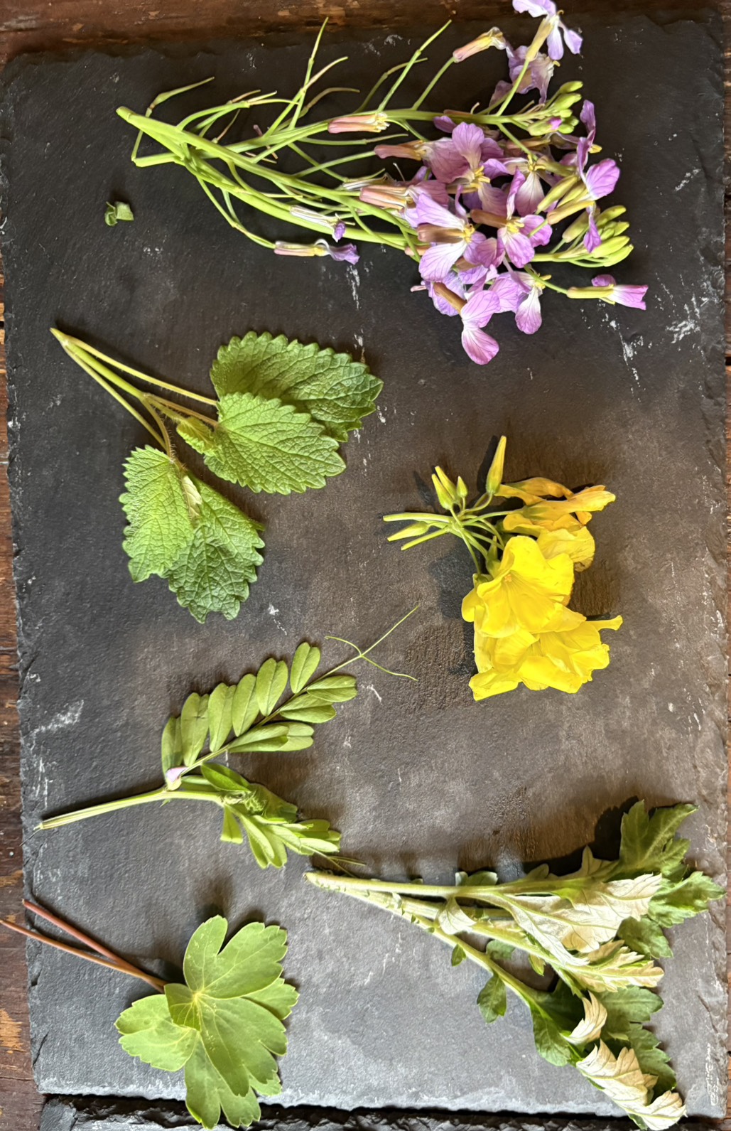 季節の野草と花
